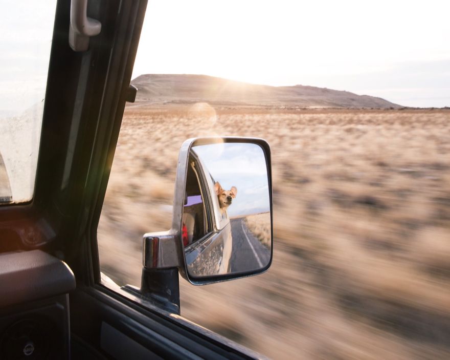 dog-traveling-car-motorcycle-maddie-on-road-18 dog-traveling-car-motorcycle-maddie-on-road-18