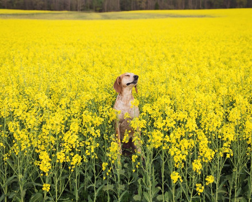 dog-traveling-car-motorcycle-maddie-on-road-6 dog-traveling-car-motorcycle-maddie-on-road-6