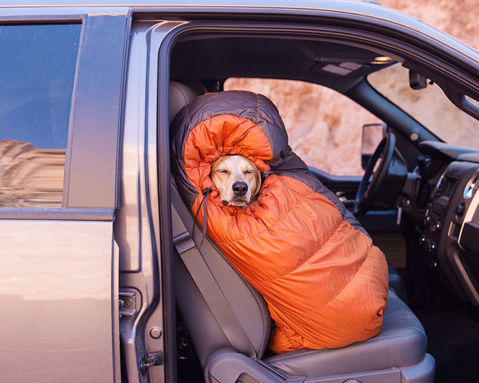 Photographer Takes His Rescued Dog Maddie On Epic Adventures