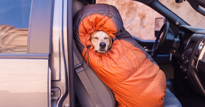 Photographer Takes His Rescued Dog Maddie On Epic Adventures