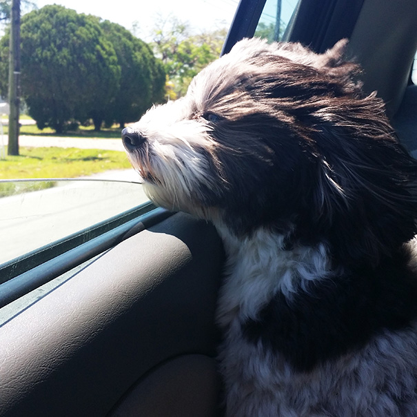 My Dog Enjoying Some Wind
