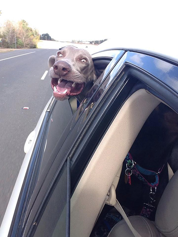 My Friend's Dog Loves Car Rides