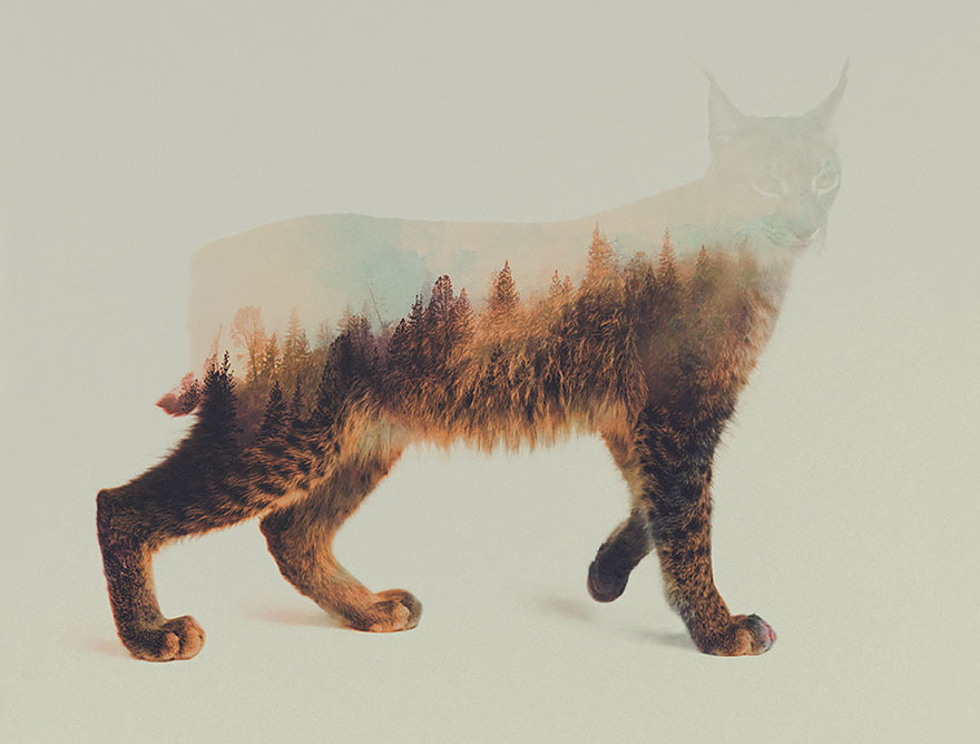 Double-Exposure Animal Portraits By Norwegian Photographer Double-Exposure Animal Portraits By Norwegian Photographer