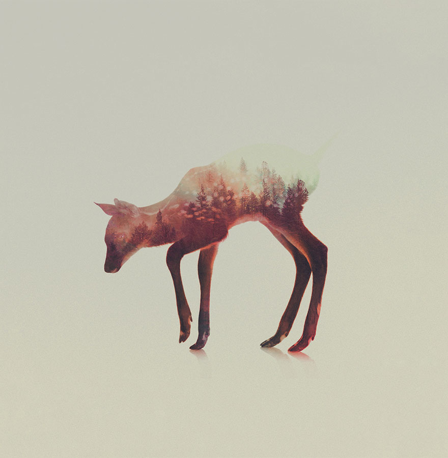 Double-Exposure Animal Portraits By Norwegian Photographer Double-Exposure Animal Portraits By Norwegian Photographer