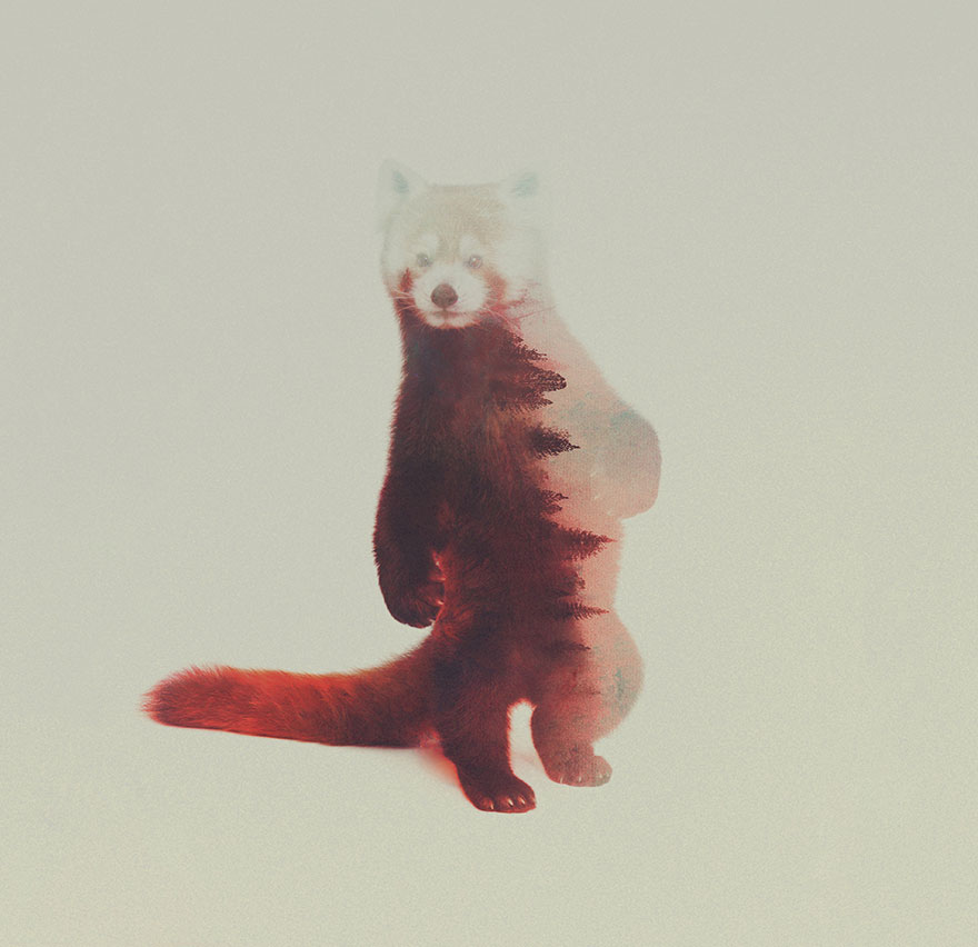 Double-Exposure Animal Portraits By Norwegian Photographer Double-Exposure Animal Portraits By Norwegian Photographer