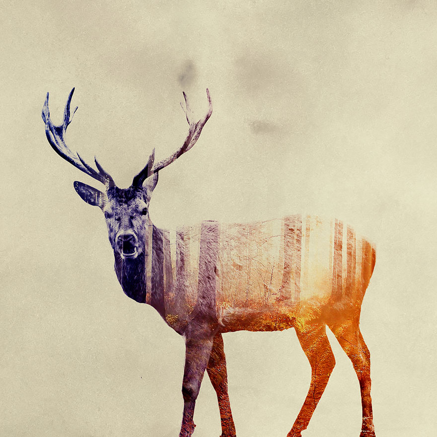 Double-Exposure Animal Portraits By Norwegian Photographer Double-Exposure Animal Portraits By Norwegian Photographer