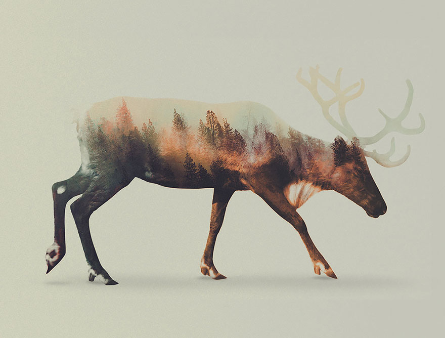 Double-Exposure Animal Portraits By Norwegian Photographer Double-Exposure Animal Portraits By Norwegian Photographer