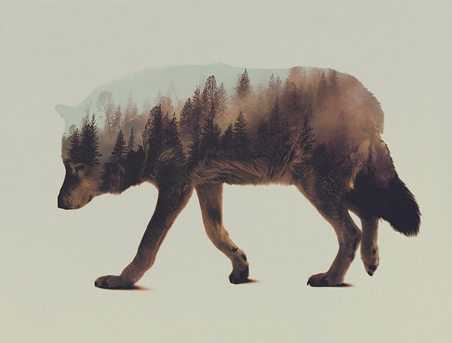 Double-Exposure Animal Portraits By Norwegian Photographer Double-Exposure Animal Portraits By Norwegian Photographer