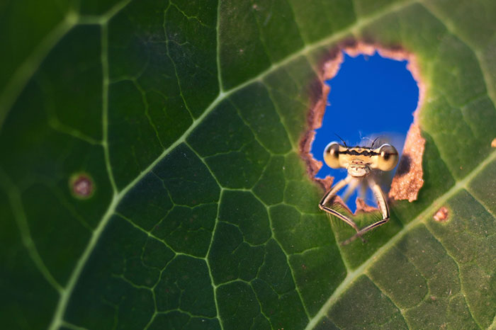 Adorable Dragonflies Hiding In My Backyard