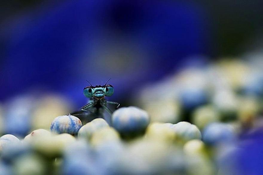 dragonfly-cute-insect-macro-photography-bulbucatii-tiplea-remus4 dragonfly-cute-insect-macro-photography-bulbucatii-tiplea-remus4