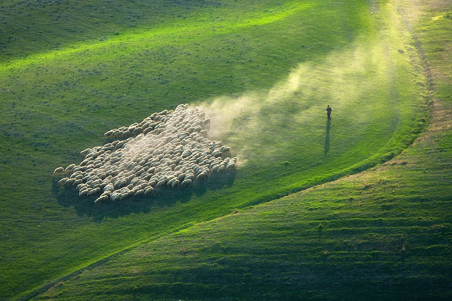 field-landscape-photography-only-sheep-marcin-sobas-tuscan-2 field-landscape-photography-only-sheep-marcin-sobas-tuscan-2