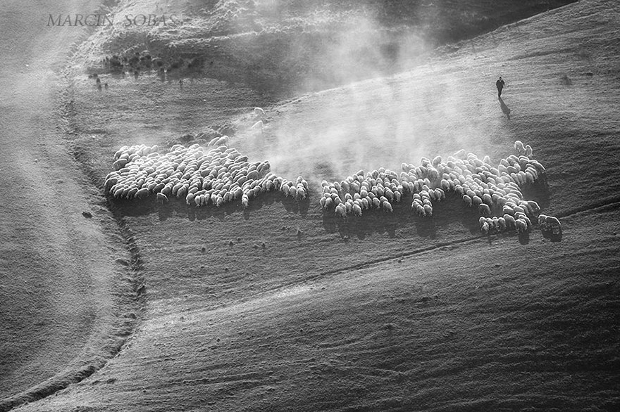 field-landscape-photography-only-sheep-marcin-sobas-tuscan-3 field-landscape-photography-only-sheep-marcin-sobas-tuscan-3