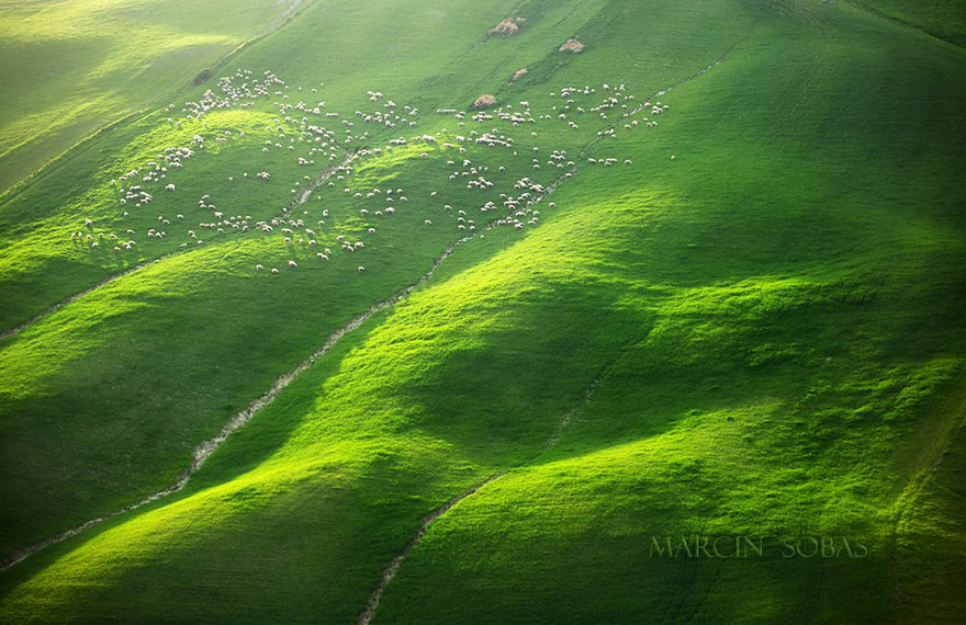 field-landscape-photography-only-sheep-marcin-sobas-tuscan-4 field-landscape-photography-only-sheep-marcin-sobas-tuscan-4