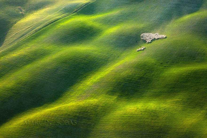field-landscape-photography-only-sheep-marcin-sobas-tuscan field-landscape-photography-only-sheep-marcin-sobas-tuscan