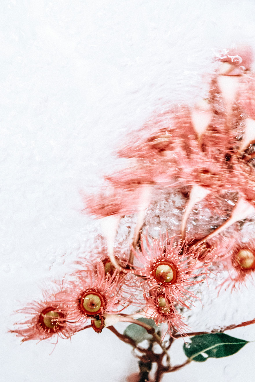 flowers-moving-water-flotsam-lisa-sorgini flowers-moving-water-flotsam-lisa-sorgini