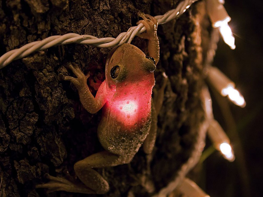 Cuban Tree Frog Eating A Lightbulb