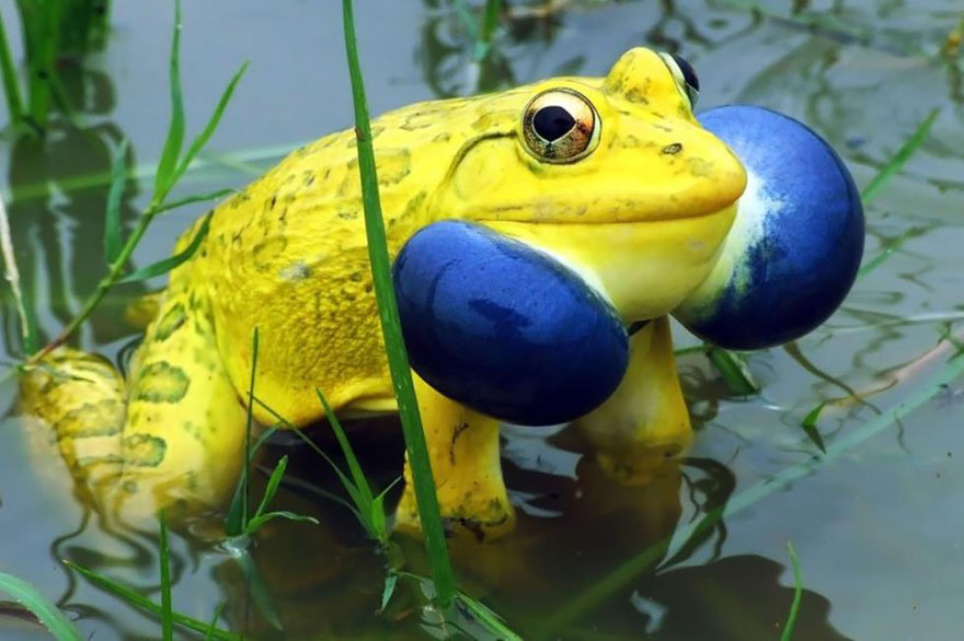 Indian Bullfrog
