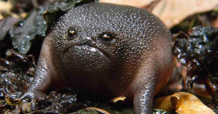41 Of The Coolest Frogs And Toads In The World
