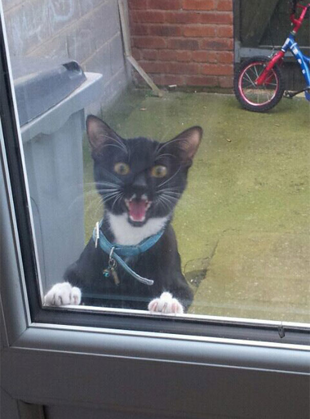 She Was Begging To Go Outside! Then This.