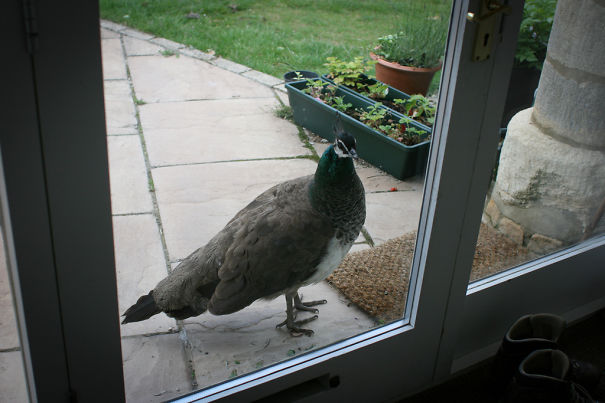 Can I Come Inside, Please?