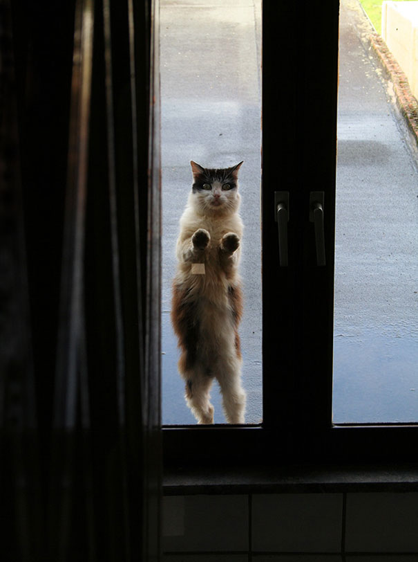 Let Me In!