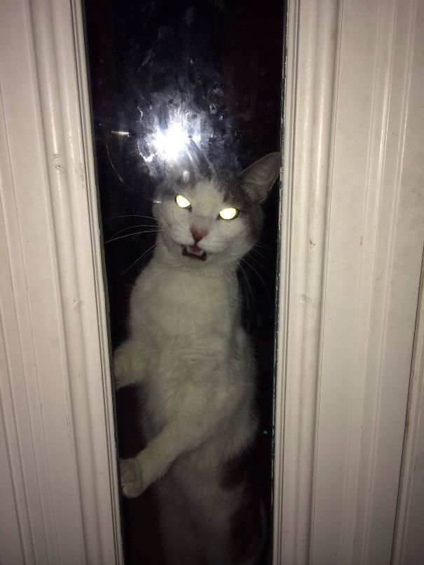 Let Me In Hoomin