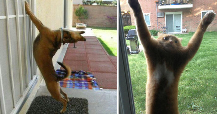 50 Pets That Need To Go Inside RIGHT NOW