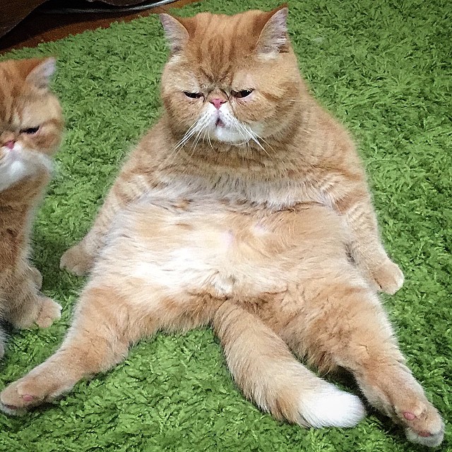 funny-cats-making-out-angus-seamus-exotic-shorthaired-persian-brothers-12 funny-cats-making-out-angus-seamus-exotic-shorthaired-persian-brothers-12