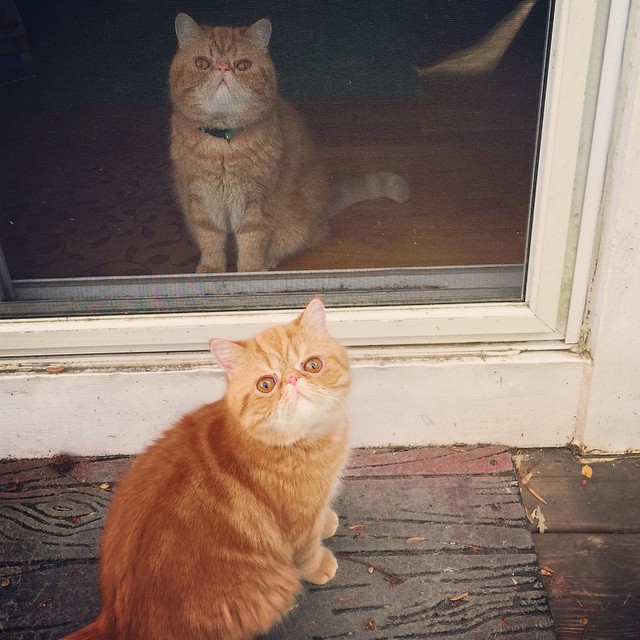funny-cats-making-out-angus-seamus-exotic-shorthaired-persian-brothers-2 funny-cats-making-out-angus-seamus-exotic-shorthaired-persian-brothers-2