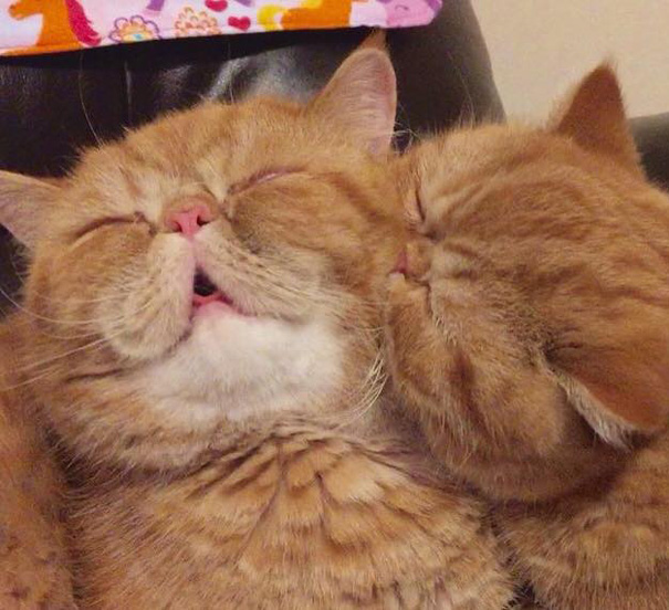 funny-cats-making-out-angus-seamus-exotic-shorthaired-persian-brothers-4 funny-cats-making-out-angus-seamus-exotic-shorthaired-persian-brothers-4