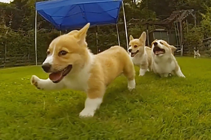 Corgi Puppies Running In Slow-Mo Will Make Your Day