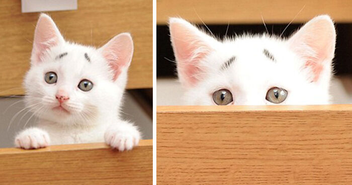 8-Week-Old Kitten Born With Permanently Worried-Looking Eyebrows