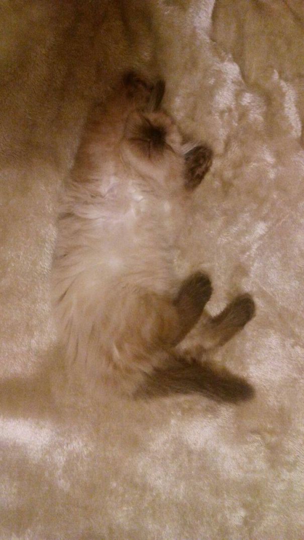 That Kitten And The Blanket