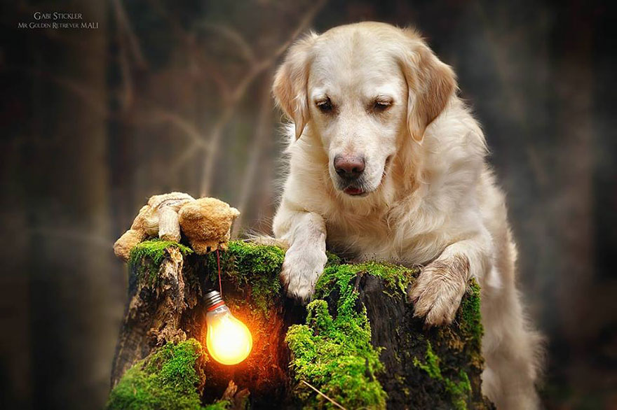 golden-retriever-mali-teddy-bear-gabi-stickler golden-retriever-mali-teddy-bear-gabi-stickler