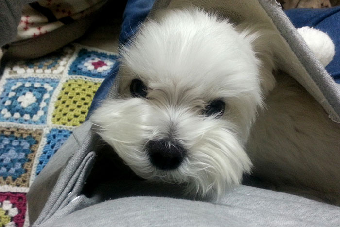 hoodie-cat-pouch-pocket-sweatshirt-mewgaroo-12 hoodie-cat-pouch-pocket-sweatshirt-mewgaroo-12