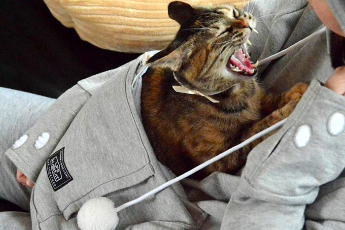hoodie-cat-pouch-pocket-sweatshirt-mewgaroo-6 hoodie-cat-pouch-pocket-sweatshirt-mewgaroo-6