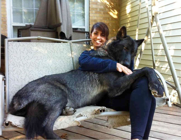 Black Wolf Hybrid