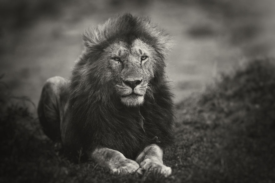 Portraits From A Kingdom: I Photograph Lions To Convey Their Magical Qualities Portraits From A Kingdom: I Photograph Lions To Convey Their Magical Qualities