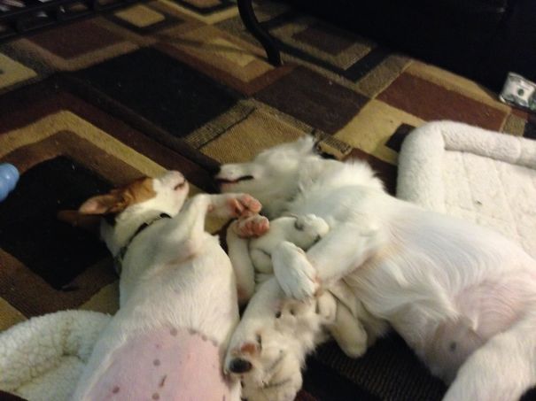 Domino And Patches(sisterly Love)