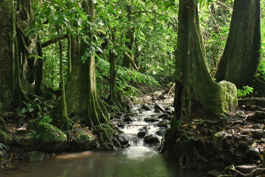 Banyan Tree Jungle, Island Of Moorea, French Polynesia.