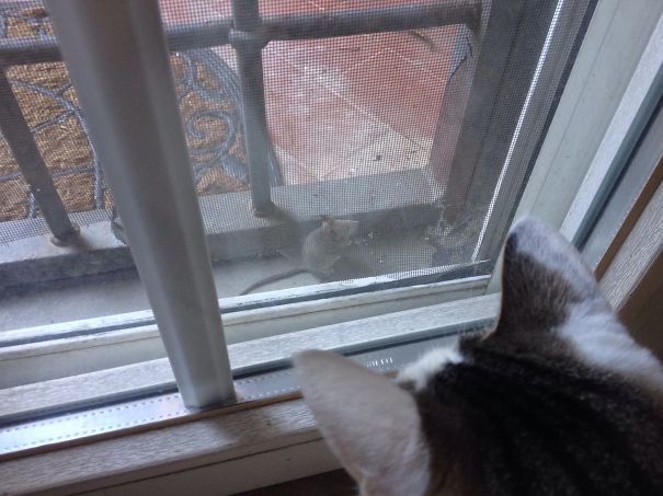 Oh Please, Let The Mouse In.. So Cute