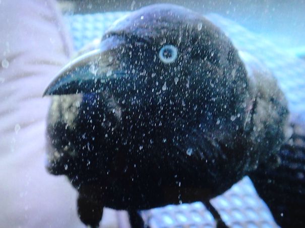 Daily Visitors, Taps Glass For Attention- They Love Big Bowl Of Water To Bathe