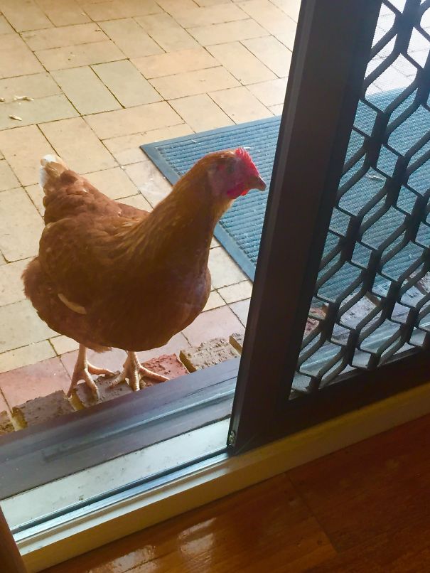 Hellooooo! Do You Mind If I Come In? It's A Tad Wet Out.