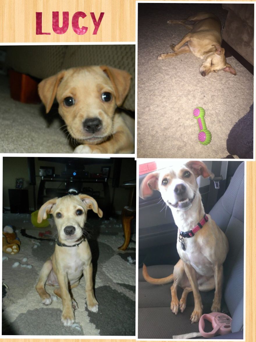 Lucy: Weeks Old- 3 Years. She Used To Fit Under The Couch... Her Ears Have Always Been Crazy.