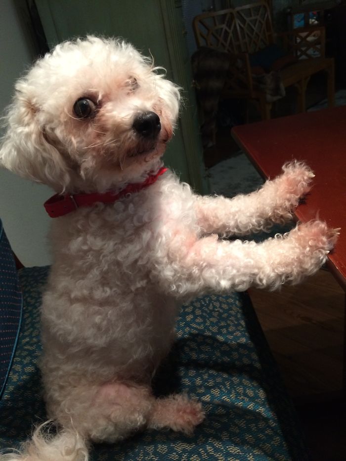 Panda Having Tea Time