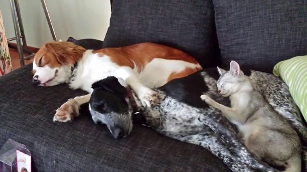 Brothers: D'artagnan, Gulliver And Luka.