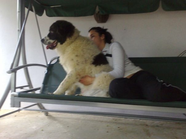 My 7-months Old Karakachan Shepard Puppy