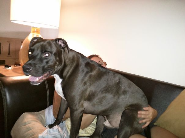 Forever A Lap Dog: Henry Bear