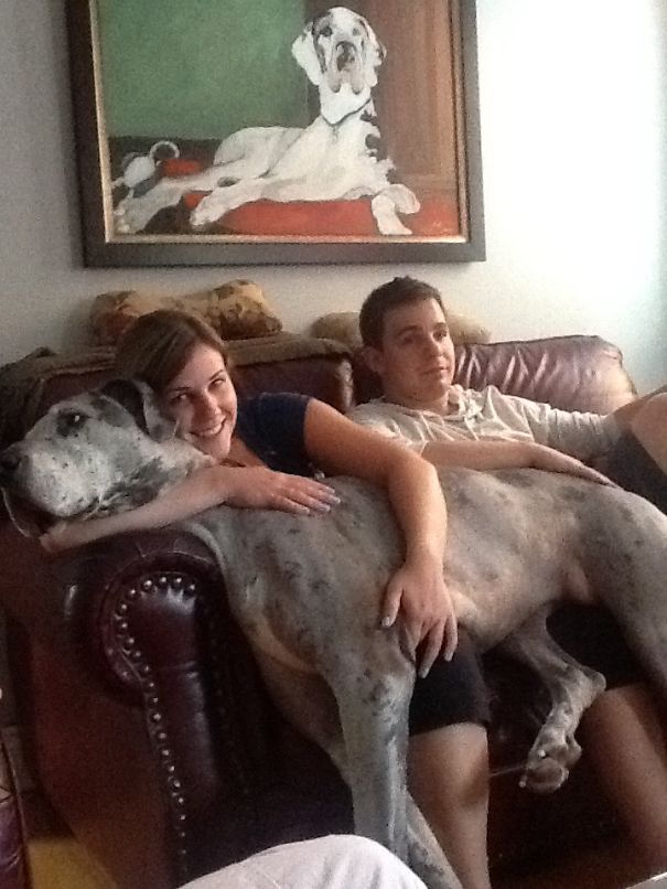 Lazy Lacie Loves My Lap!