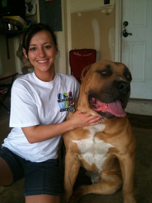 Bo The 8 Month Old Boerboel